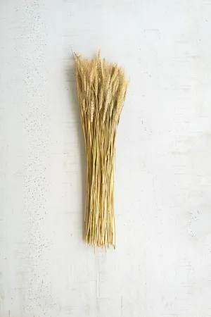 Bundle of Natural Wheat Stems (Pack of 24)