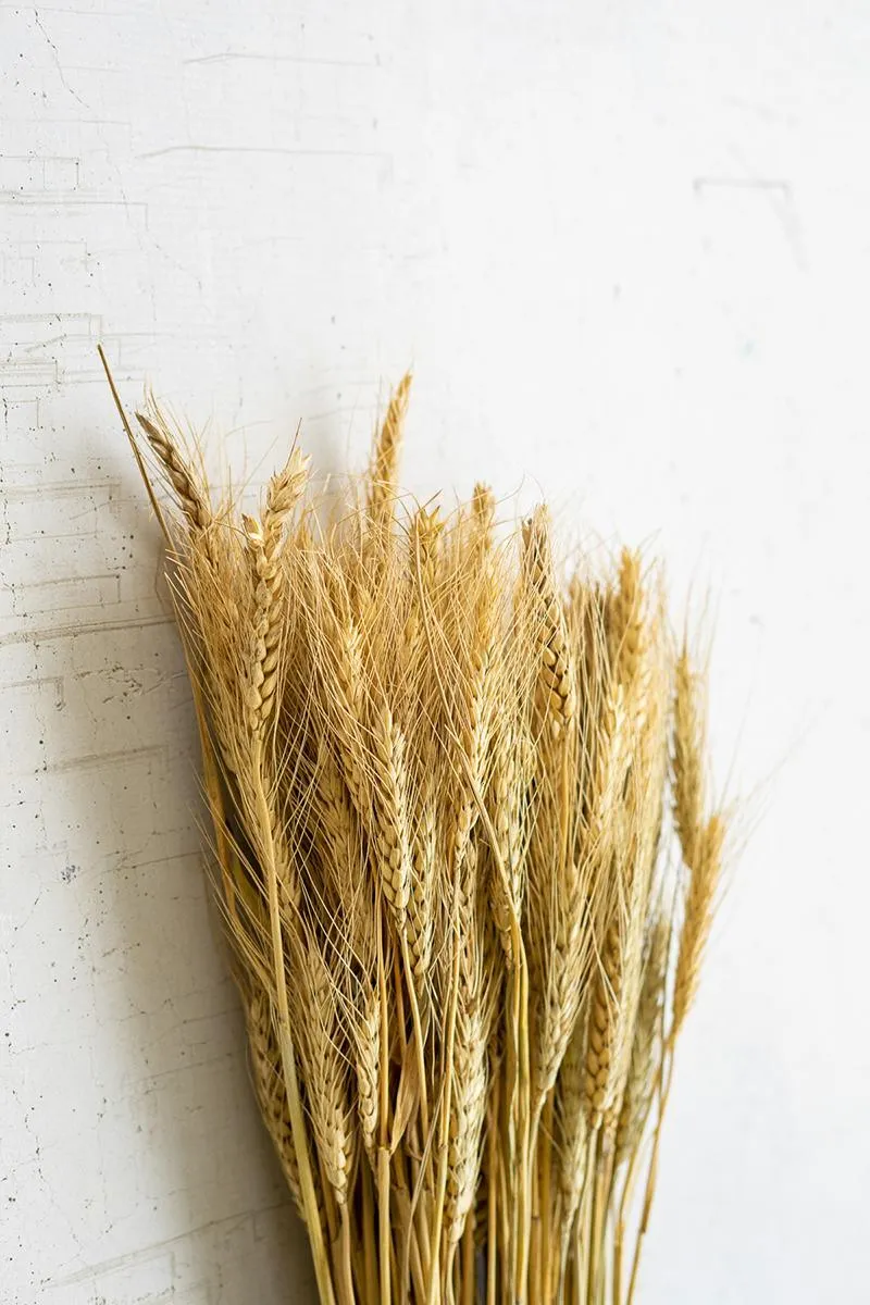 Bundle of Natural Wheat Stems (Pack of 24)