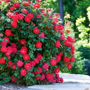 Rosa Double Knock Out - 2 Gallon Potted Shrub