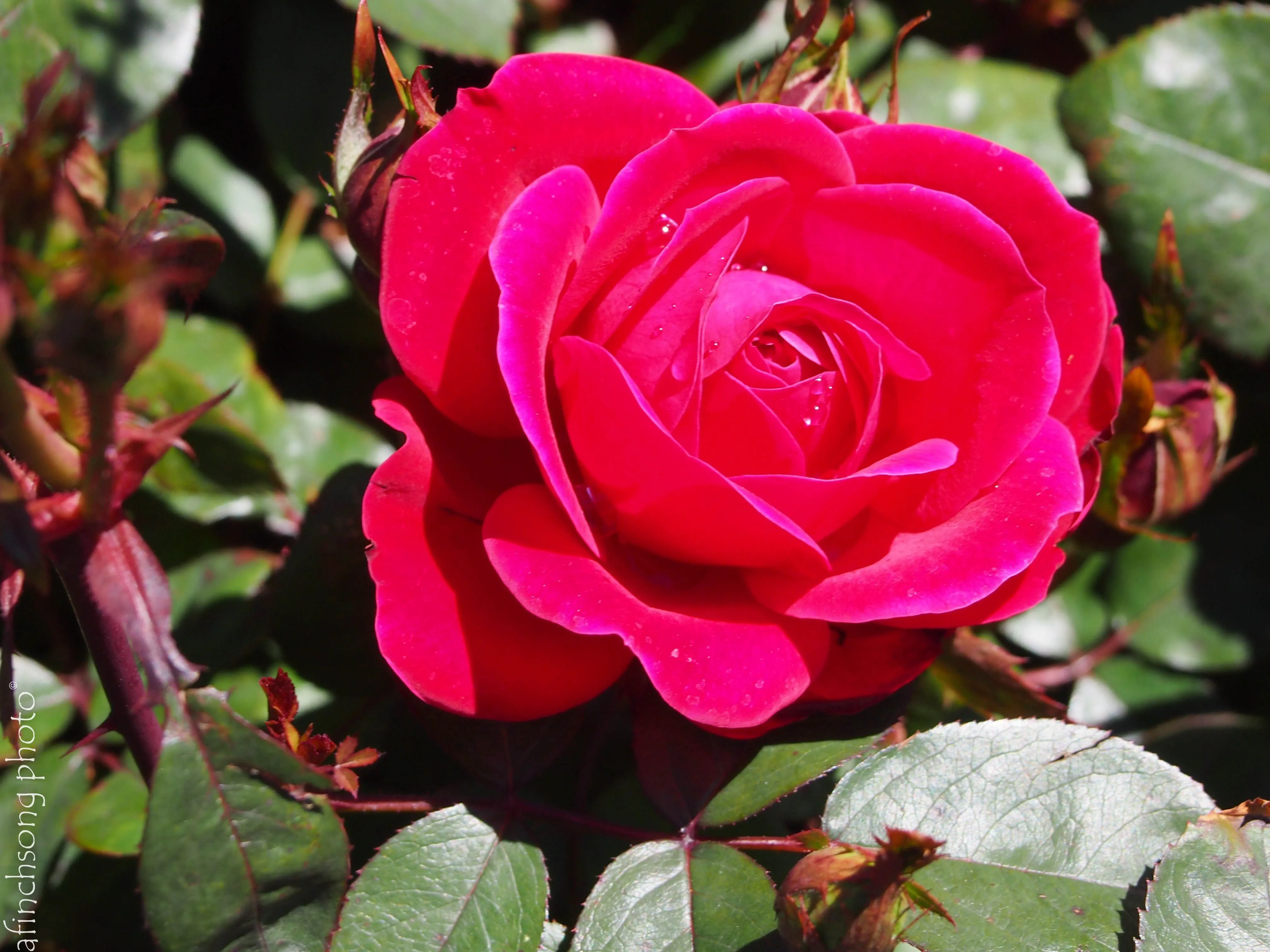 Rosa Double Knock Out - 2 Gallon Potted Shrub